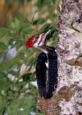 Nature Reserves in Central Florida